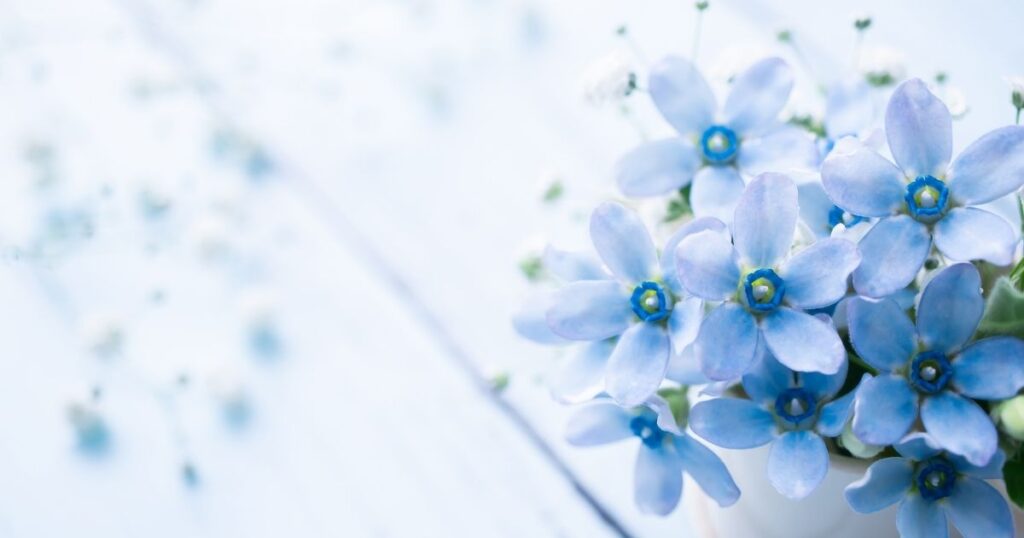 淡いブルーの花のクローズアップ|心を整え、自分らしい人生を歩むための象徴的イメージ