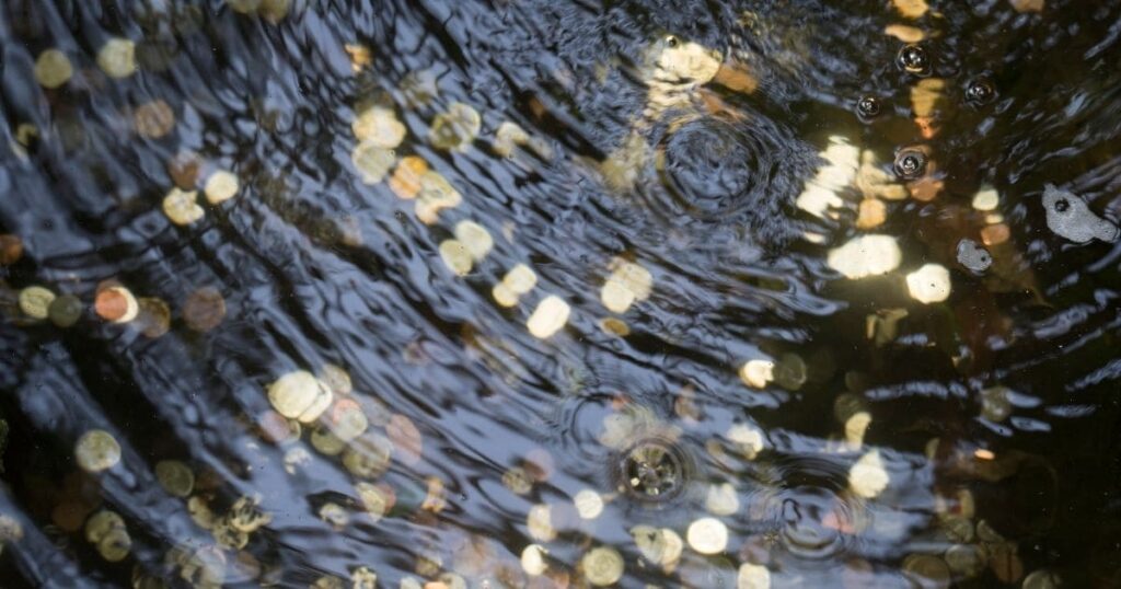 新宿区の金運パワースポットにおける風水と五行の基本と実践テクニック