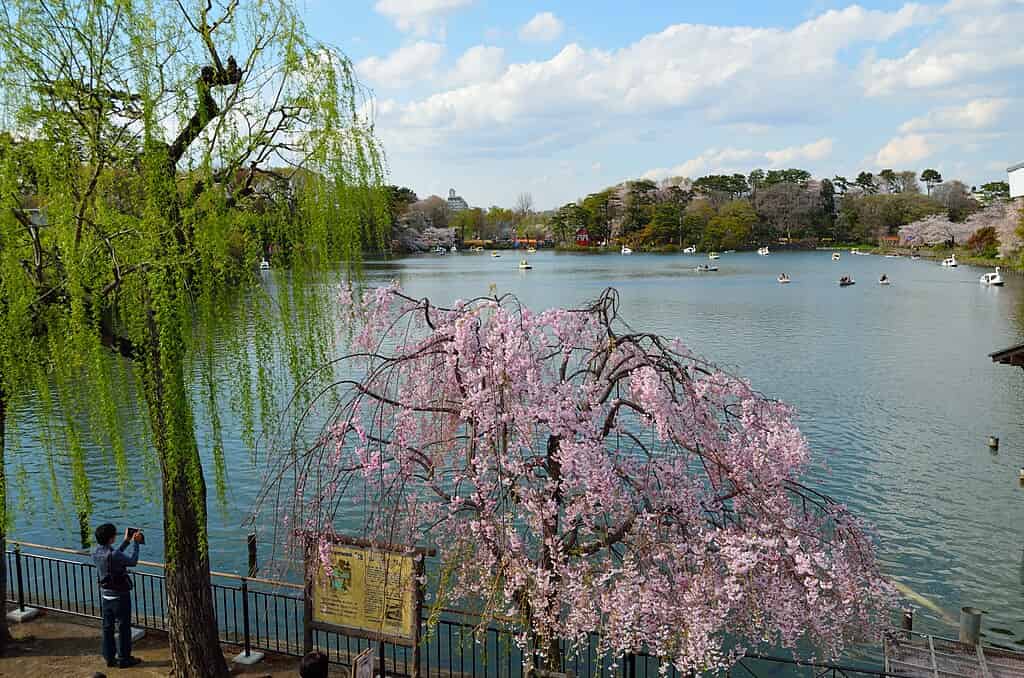 洗足池弁財天がある洗足池公園(東京都大田区)