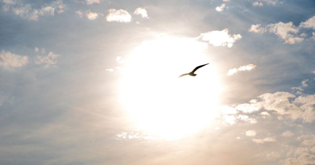 広大な空を背景に、鳥が優雅に羽ばたいている瞬間。雲が少なく、清々しい青空が広がっている。